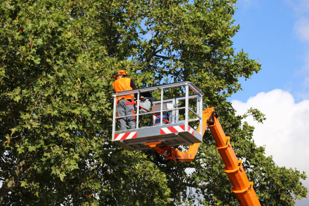 Best Dead Tree Removal  in Clinton, UT